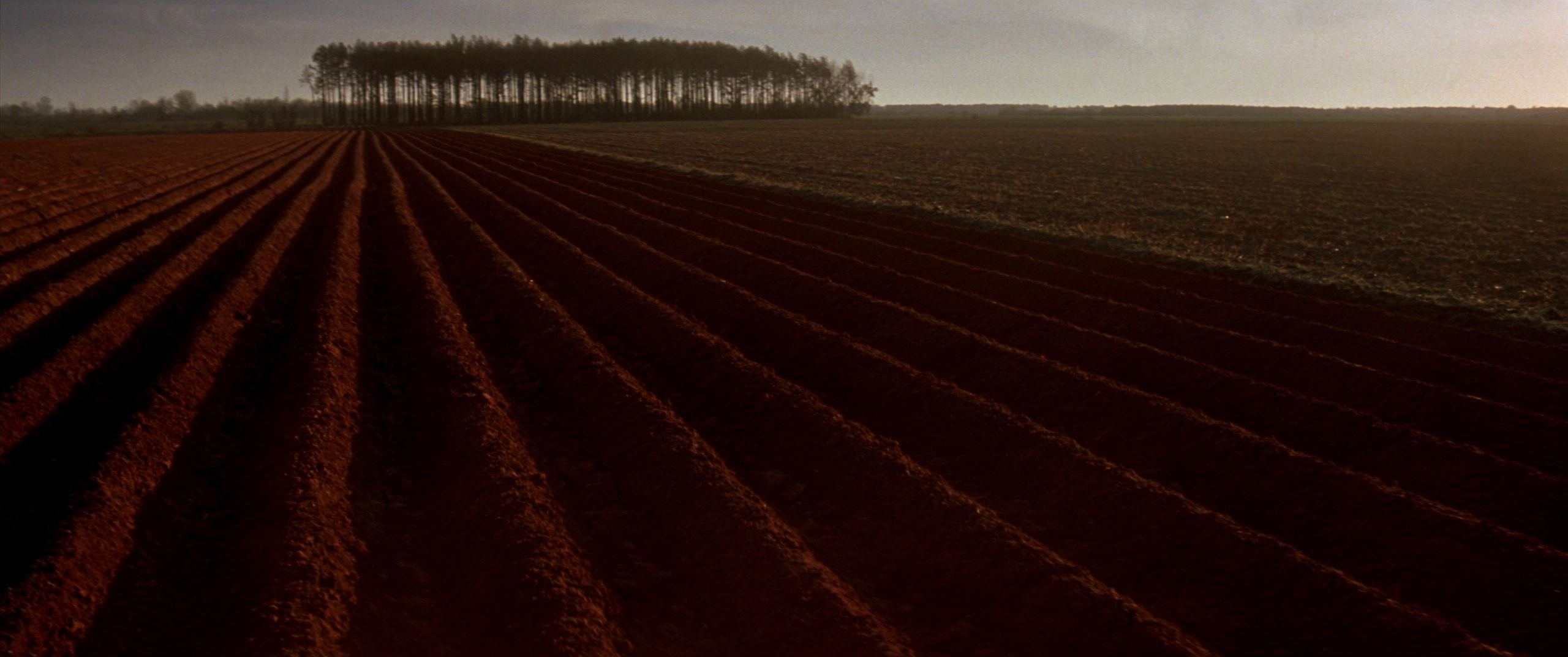 Parallel plough furrows in red clay soil running toward a distant line of pine at dawn.